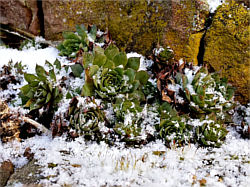 Überzuckerter Hauswurz