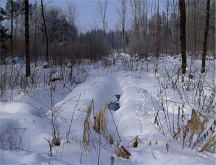 Tief verschneiter Wald bei Wenschdorf