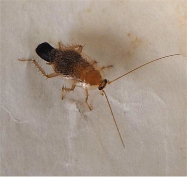 Bernstein-Waldschabe