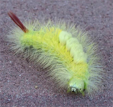 Raupe des Buchen-Streckfuß