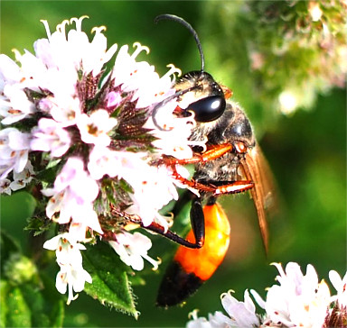 Heuschreckensandwespe