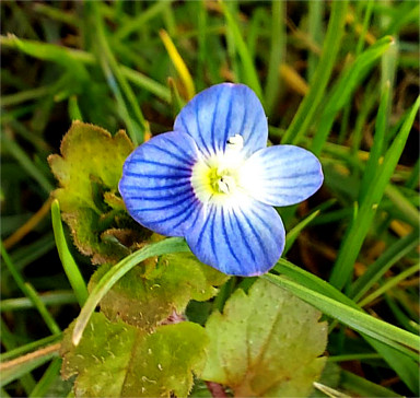 Persischer Ehrenpreis