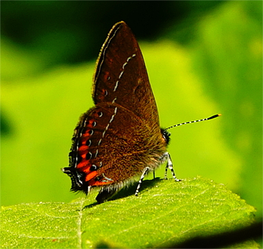 Pflaumen-Zipfelfalter