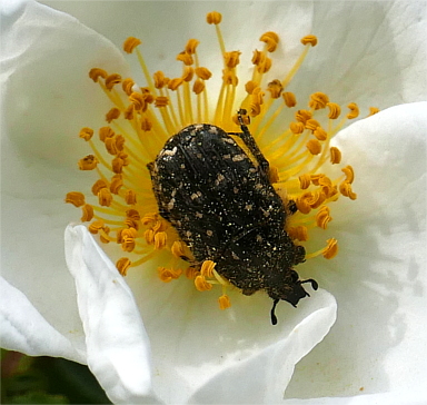 Trauer-Rosenkäfer