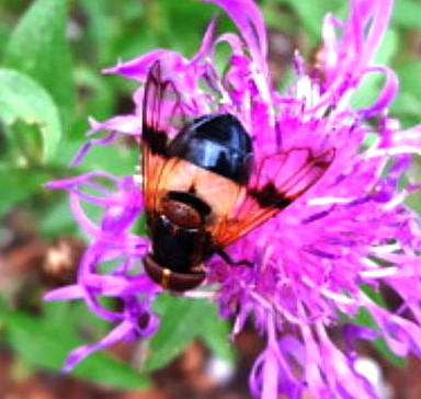Gemeine Waldschwebfliege