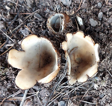 Zedern-Sandborstling